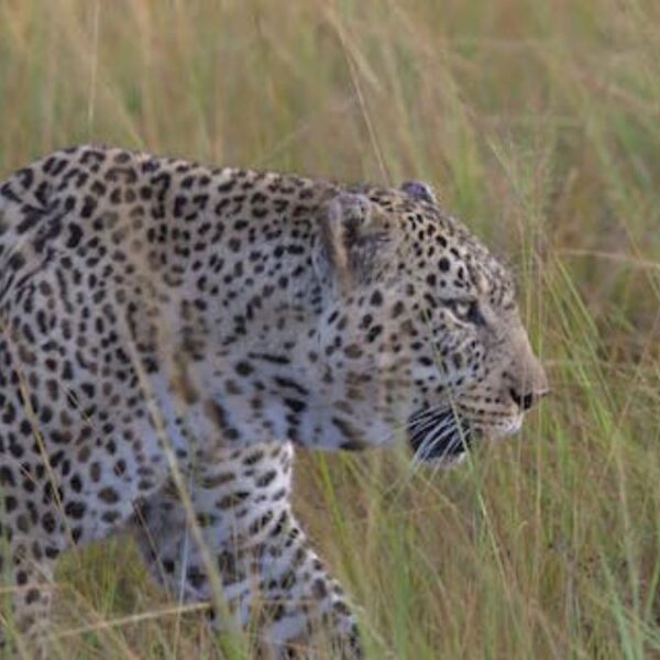 Cheetah,BigFive,animals, Kenya,tours,tours and travel