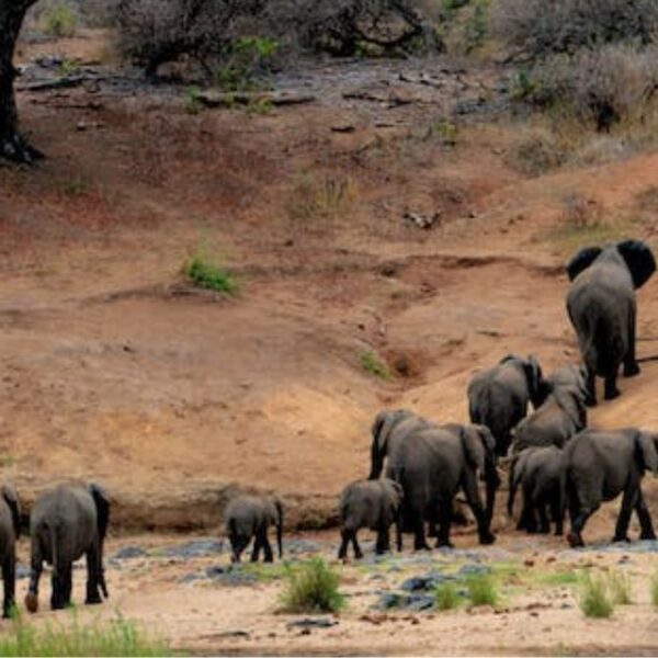 African tours ,Maasai Mara ,