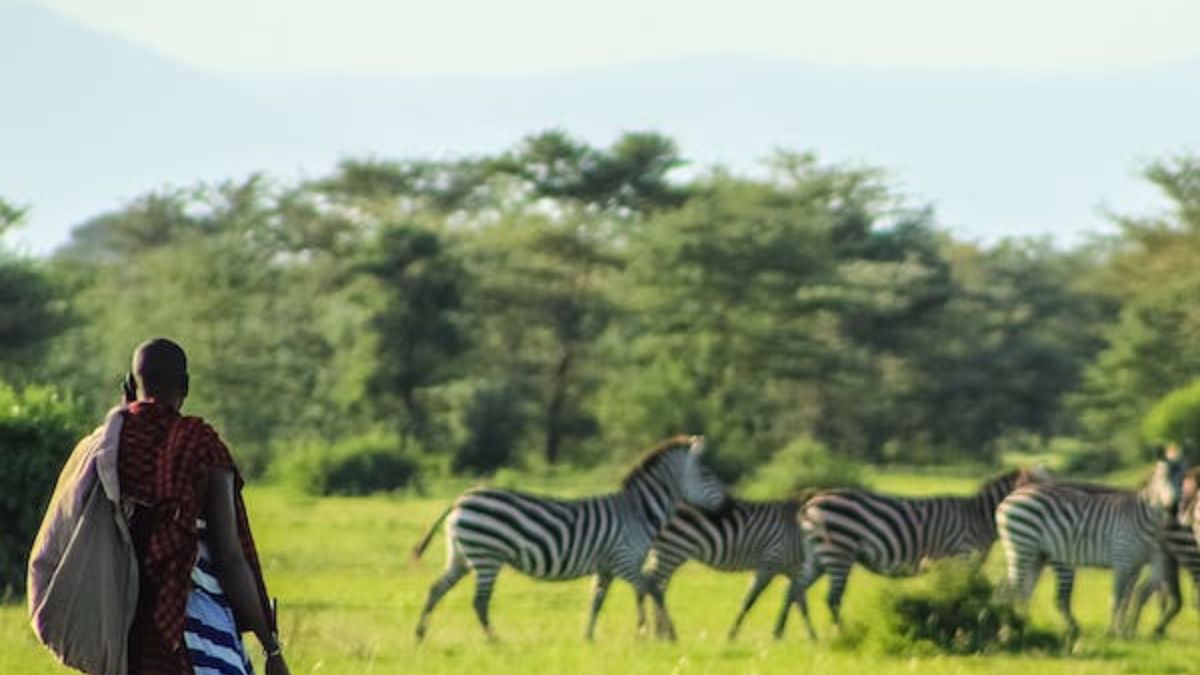 Travel agent , maasai , kenya tours , culture , zebras ,