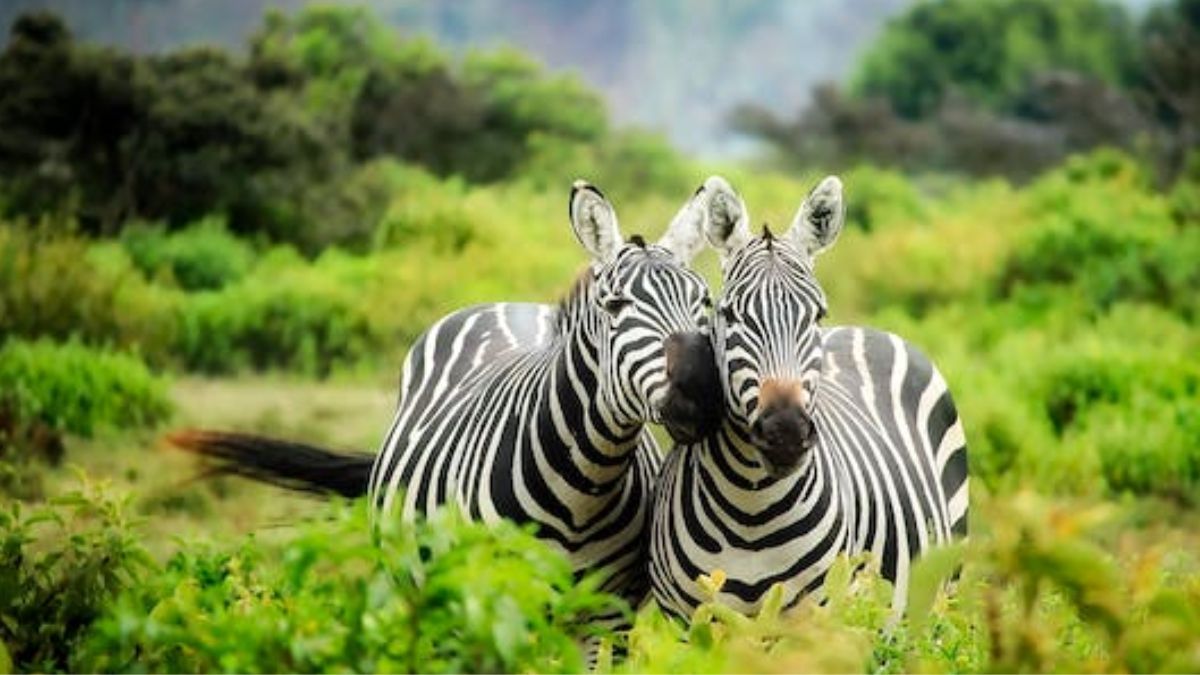 kenya, travel, travel kenya, zebras