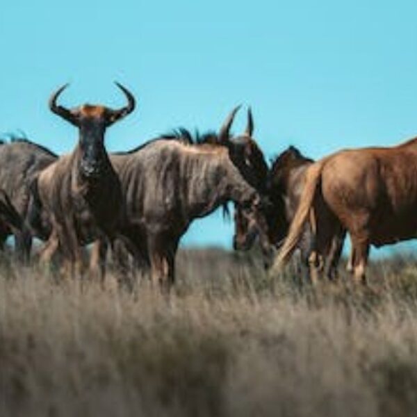 wildebeest