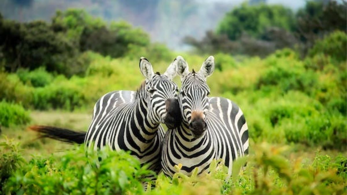 Conservation, zebras