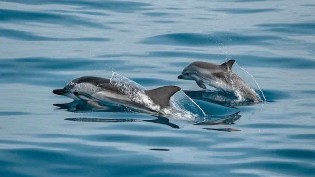 Dolphins