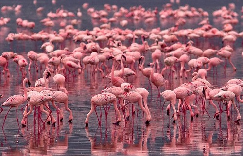 Flamingos-in-Lake-Nakuru