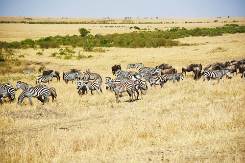 maasai mara